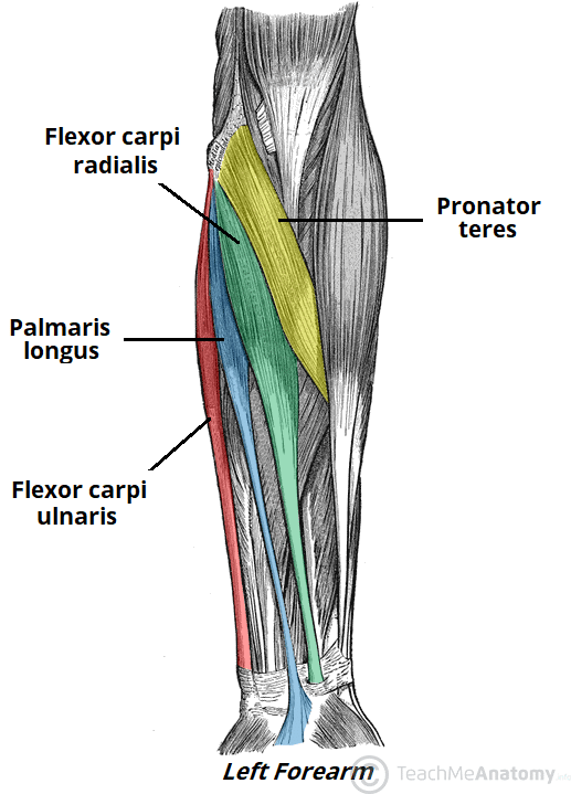 <ul><li><p>Inside of forearm</p></li><li><p>Flex and abduct the hand</p></li></ul><p></p>