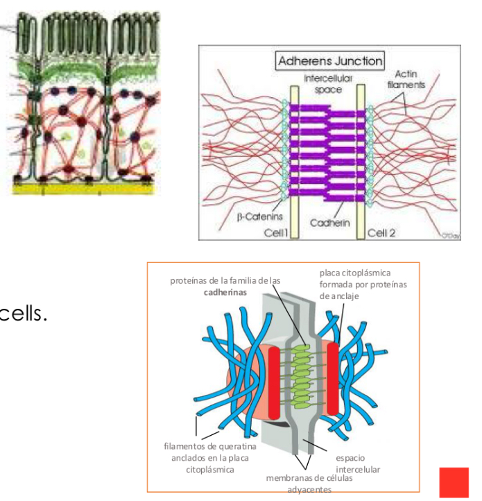 <p>-Adherence junctions</p><ul><li><p>indirectly bind the actin cytoskeleton of neighboring cells.</p></li></ul><p></p><p>Desmosomes</p><p>-bind intermediate filaments of neighboring cells.</p>
