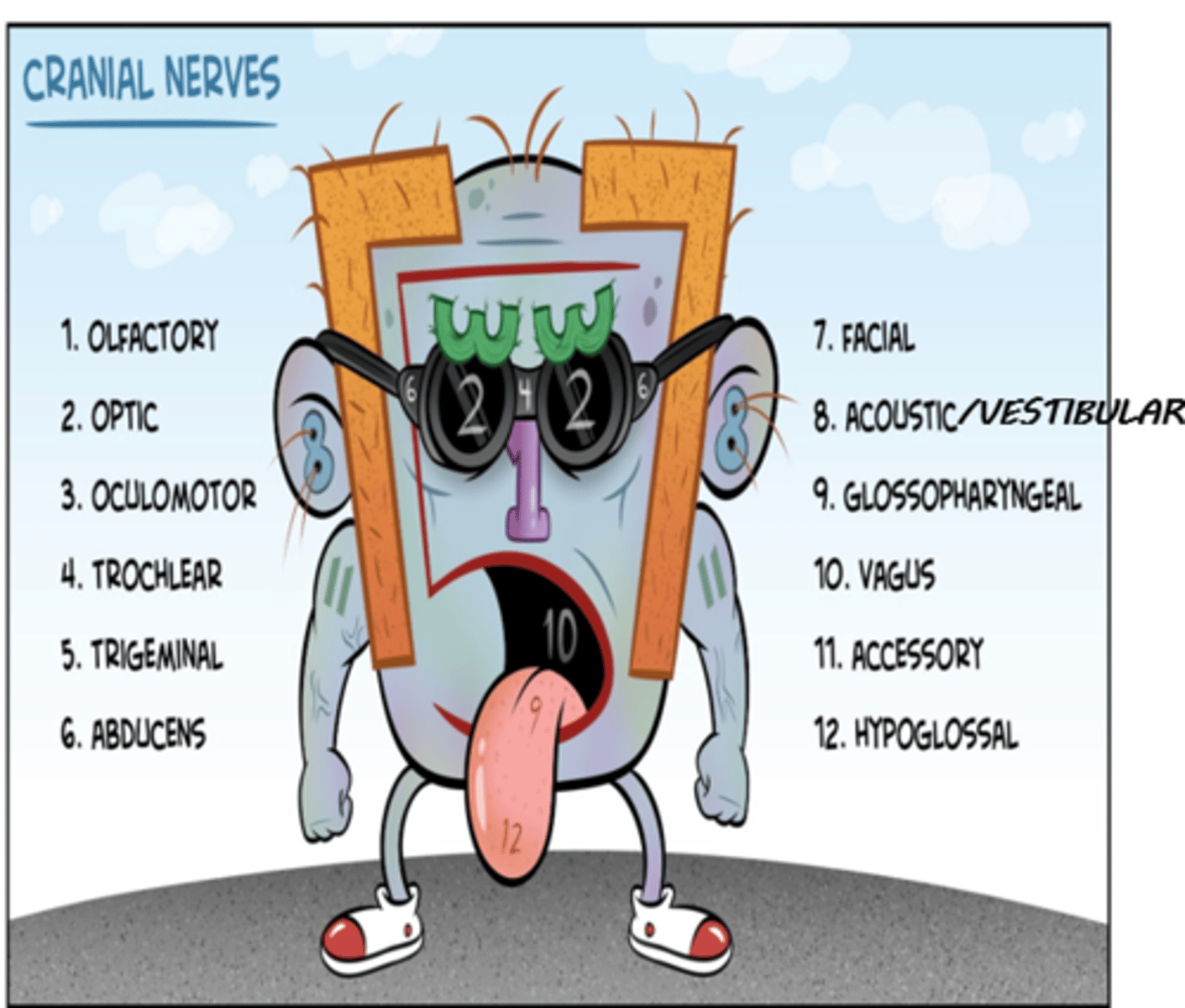 <p>I- olfactory (sensory)</p><p>II- optic (sensory)</p><p>III- oculomotor (motor)</p><p>IV- trochlear (motor)</p><p>V- trigeminal (both)</p><p>VI- abducens (motor)</p><p>VII- facial (both)</p><p>VIII- acoustic/vestibular (sensory)</p><p>IX- glossopharyngeal (both)</p><p>X- vagus (both)</p><p>XII- accessory (motor)</p><p>XII- hypoglossal (motor)</p><p>(Oh Oh Oh To Touch And Feel Very Good Velvet AH)</p><p>AND</p><p>(Some say marry money but my brother says big brains matter most)</p>