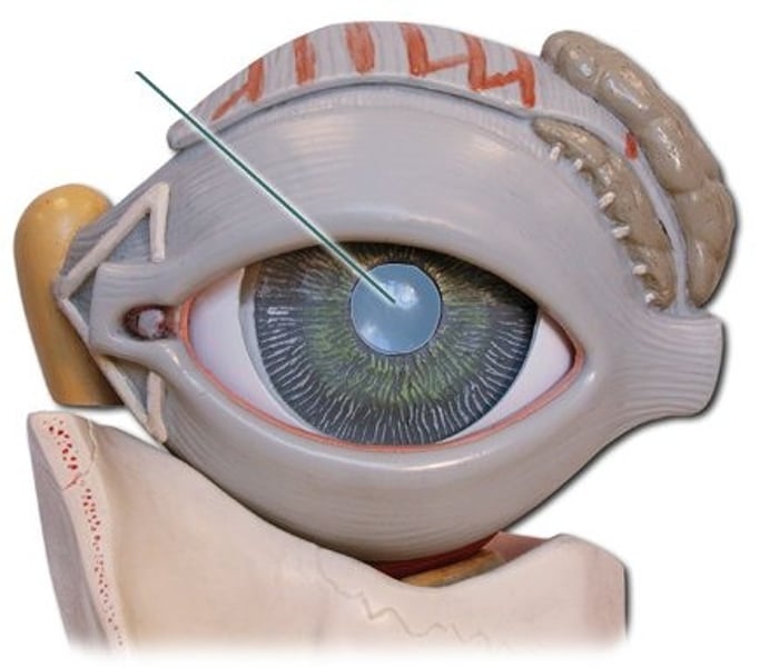 <p>opening in the center of the iris through which light enters the eye</p>