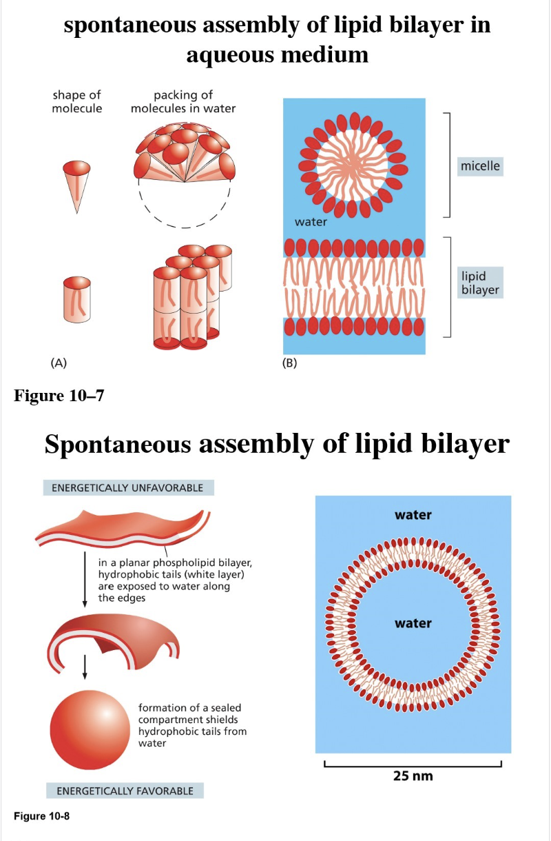 <ul><li><p>Spontaneous in solution due to two properties of the lipids</p><ul><li><p>Shape of the lipid</p></li><li><p>Amphiphilic </p></li></ul></li></ul><p></p>