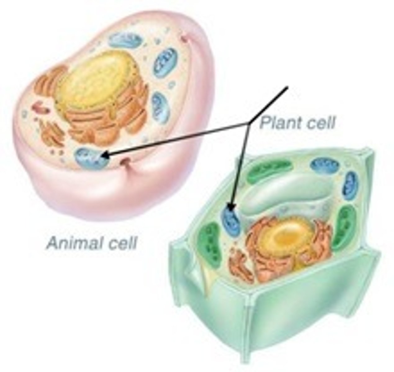 <p>The Krebs cycle and oxidative phosphorylation are located within what organelle of the cell?</p>