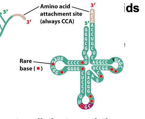 <p>Transfer RNA: “interpreters”</p><p>Read mRNA code</p><p>Insert amino acids to growing proteins</p><p>Looks like a 4 leaf clover</p>