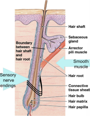 <ul><li><p>hair: dead keratinized cells, which project above surface of skin</p></li><li><p>produced in organs within the dermis called<strong> hair follicles</strong></p></li><li><p>hairy skin has either:</p><ul><li><p>vellus hair: small, short, delicate</p></li><li><p>terminal hair: large, course, and usually pigmented (distribution of melanin into hair as its produced)</p></li></ul></li></ul><p></p><ul><li><p>follicle: specialized imagination of epidermis within surrounding connective tissue</p><ul><li><p>base of follicle:</p><ul><li><p>hair papilla: indentation in connective tissue (blood vessels) most active because they are closest to blood vessels</p></li><li><p>hair bulb: surrounds papilla and is site of production</p></li></ul></li><li><p>hair root: anchors hair, extends from base</p></li></ul></li></ul><p></p><p>Follicle: specialized invagination of epidermis in surrounding connective tissue sheath </p><p>base of follicle </p><ul><li><p>hair papilla: indentation in connective tissue (blood vessels)</p></li><li><p>hair bulb: surrounds papilla and is site of production </p></li></ul><p></p><p>Hair root: anchors hair, extends from base to halfway to skin surface (hair cells active)</p><p>Hair shaft: extends from halfway point to surface (hair cells dead) </p><p></p><p>arrector pili → muscle that stands hair up, attached to sensory nerve endings. </p><p></p><p></p>