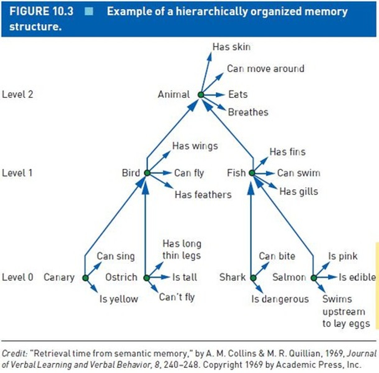 <p>They showed that organizing semantic information hierarchically improves recall.</p>