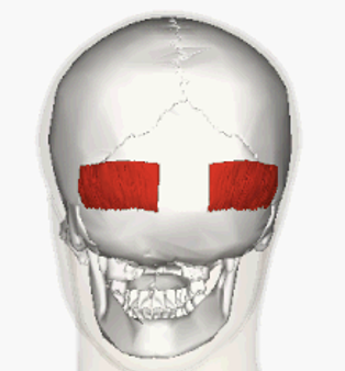 <p>ACTION of occipitalis</p>