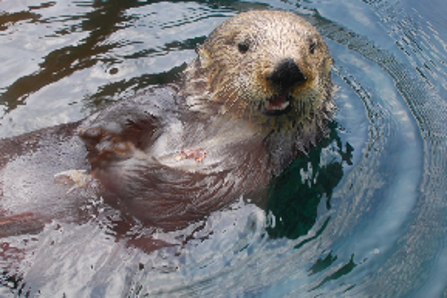 <p>a species that has an unusually large effect on its ecosystem</p>