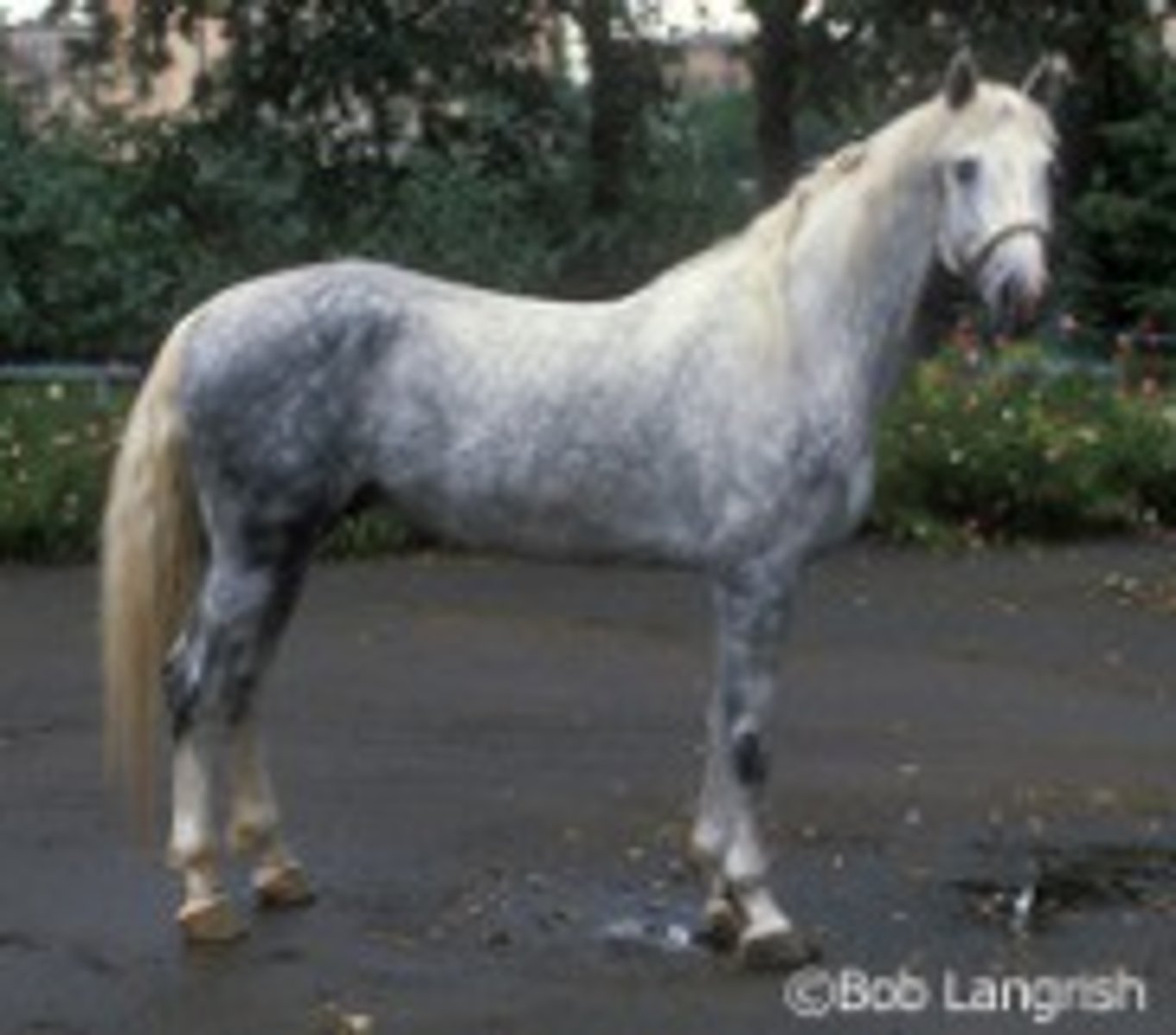 <p>Grey but black, working horse, straight face, from Russia , eumetric</p>