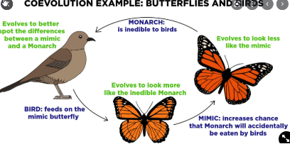 <p>Evolution of one species causes evolution of another species because of close relationship</p>