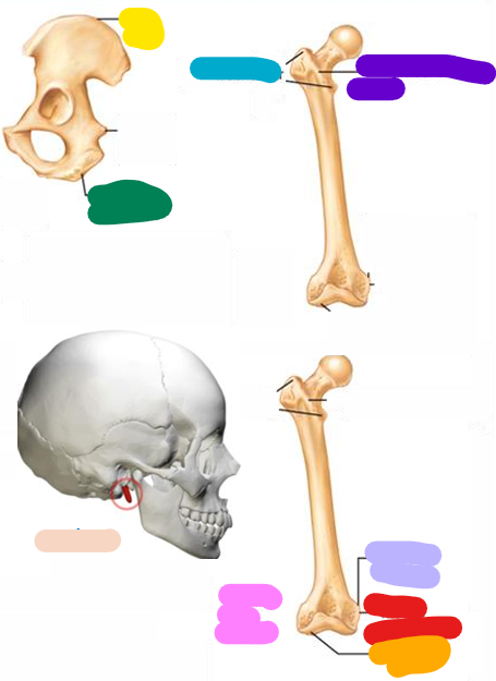 <p>blue; Very large, blunt, irregularly shaped process (the only examples are on the femur</p>