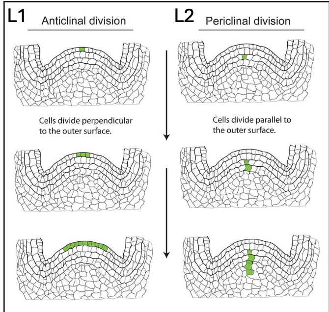 <p>3 layers, but the two main ones are: </p><ul><li><p><strong>L1 (outer later) </strong>- develops the epidermis (skin of berry) </p></li></ul><p>Anticlinal division, ie., cells divide perpendicular to the outer surface </p><ul><li><p><strong>L2 (sub epidermal layer) </strong>- contributes to internal tissues, including flesh and gametes (passed on through seed) </p></li></ul><p>Periclinal division, i.e., cells divide parallel to the outer surface </p><p></p><p>Leaves and berries are L1 + L2 derived, whereas roots and woody shoot pith are only L2 derived </p><p></p>