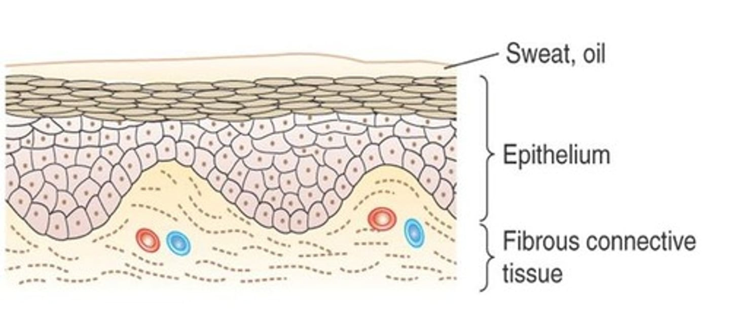 <p>Extracellular matrix (ECM) with relatively few cells.</p>