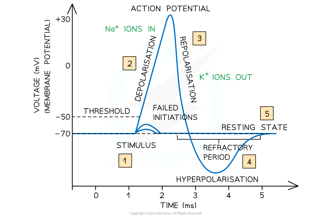 <p><strong>Outline the use of oscilloscopes in measuring membrane potential. </strong></p><p></p><p><em>C2.2.10: Oscilloscope traces showing resting potentials and action potentials.</em></p>