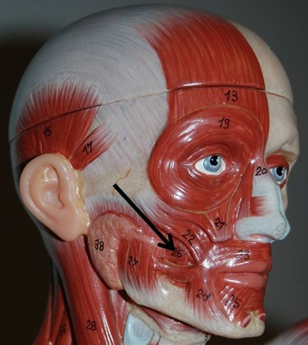 <p>Compresses cheek</p>