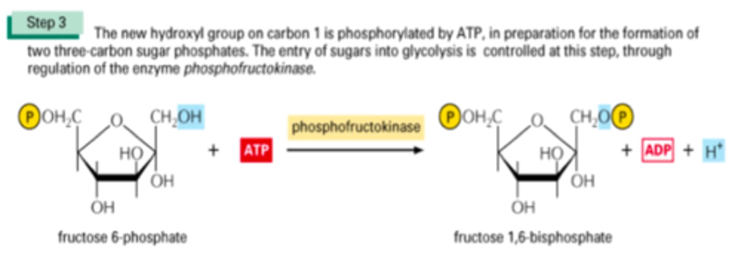 <p>Kinase adds another phosphate using ATP (phosphorylation)</p><p>Enzyme = Kinase</p><p>Energy needed = 1ATP</p><p>Product = Forms another sugar like step 1 but has 2 P's on it (2P)</p><p>Favorable/Unfavorable = Highly favorable</p><p>Irreversible/ Reversible = Irreversible</p>