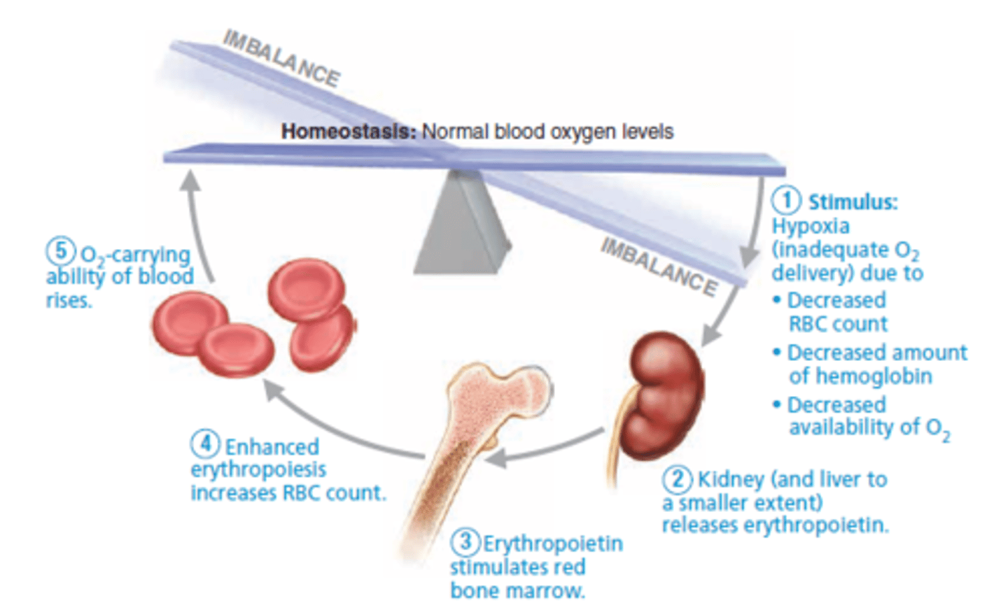 <p>stimulates formation of RBCs</p>