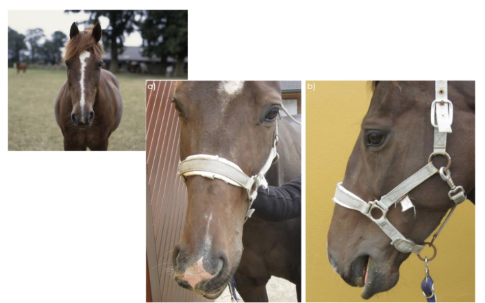 <p>Cranial Nerve - <strong>Facial</strong></p><ul><li><p>Related to facial nerve tone and lip dropping</p></li><li><p>Function: motor to muscles of facial expression</p></li><li><p>Assessment: facial symmetry, palpebral blink, ear and muzzle/lip movement, lesion causes facial paralysis, loss of palpebral reflex, blink, dry eye</p></li></ul><p></p>