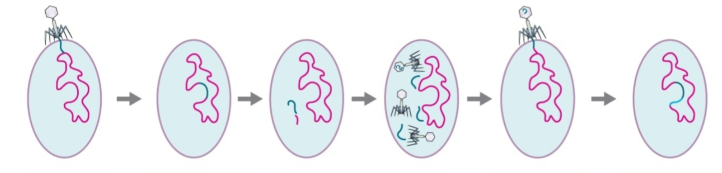 <p></p><p>Specialized transduction</p>