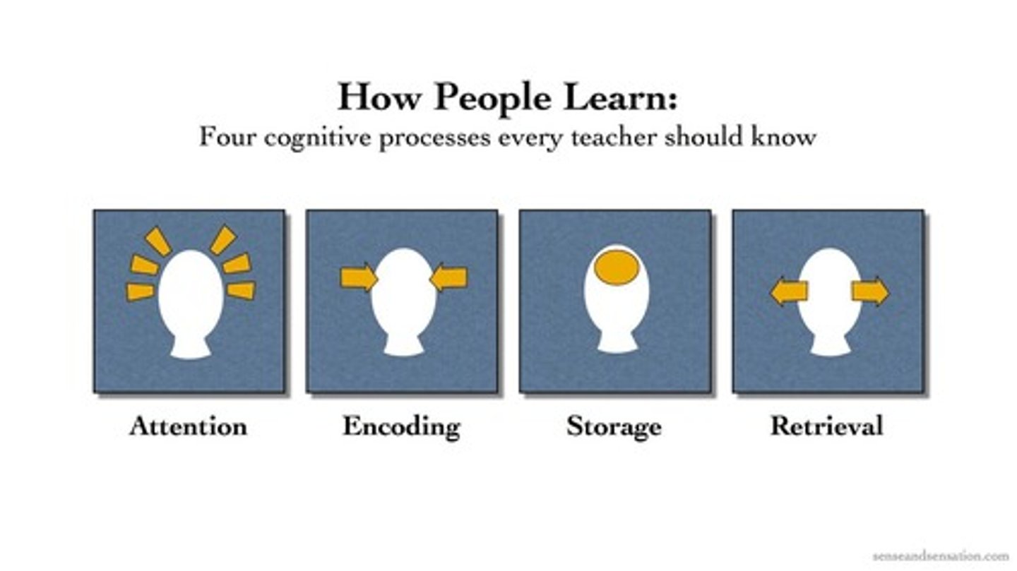 <p>The three stages of memory are Attention, Encoding, and Storage.</p>
