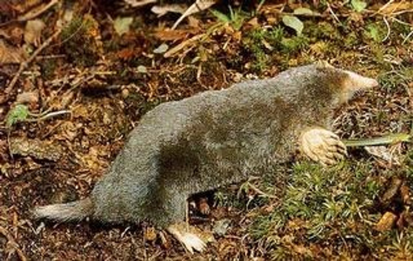 <p>Parascalops breweri</p>