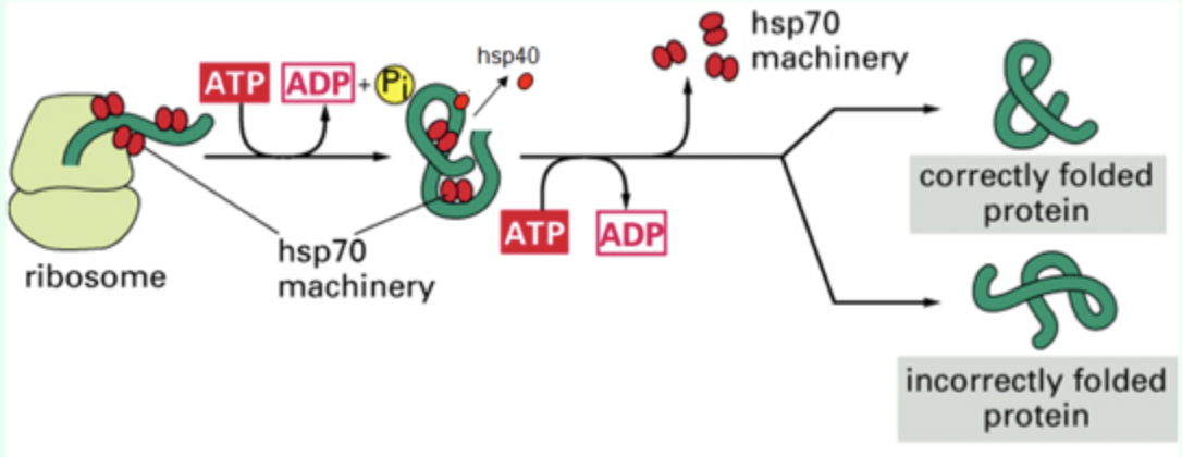 <p><strong>Hydrophobic patches</strong> on nascent polypeptides.</p>