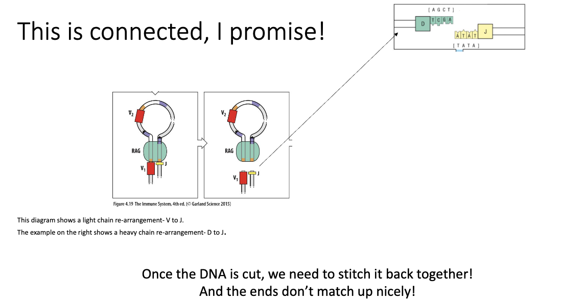 <ul><li><p>DNA ends need to be <strong>stitched back together</strong></p></li><li><p>Random junctions introduce additional diversity</p></li></ul><p></p>