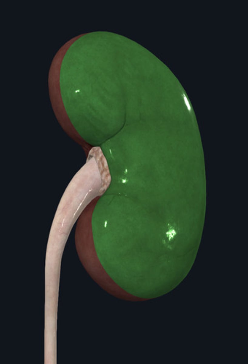 <p>ID Membrane Highlighted Green</p>