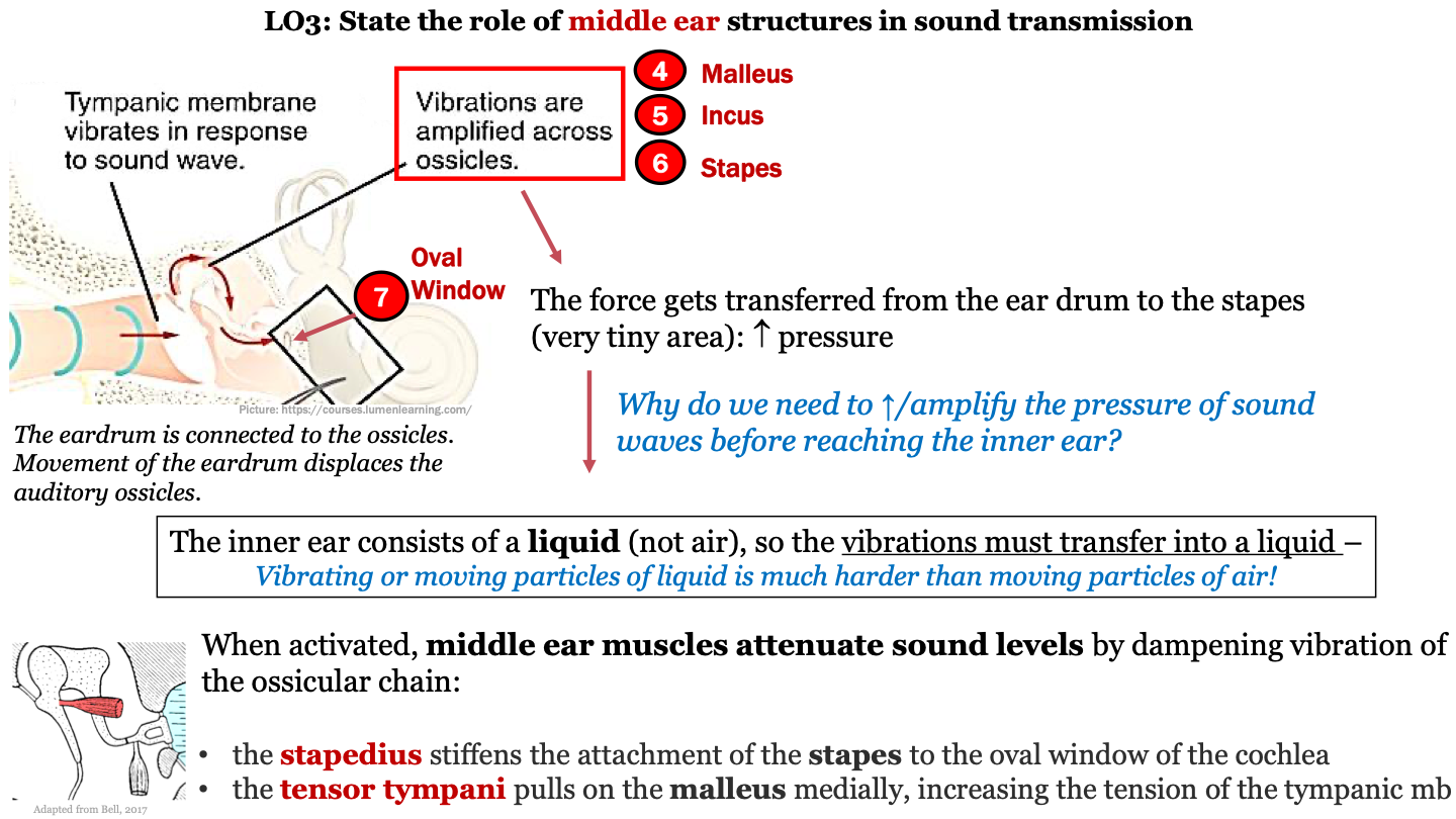 movement of the eardrum in response to sound waves displaces the ossicles; vibrations are amplified across the ossicles; the force gets transferred to the stapes (last auditory ossicle) which increases pressure