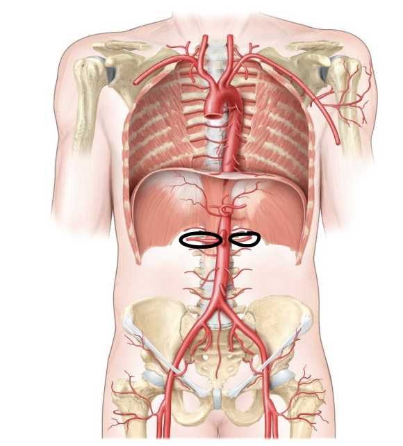 <p>An artery that branches off the abdominal aorta to supply blood to the kidneys.</p>