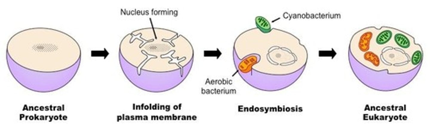 <p>Theory that eukaryotic cells originated from prokaryotes.</p>