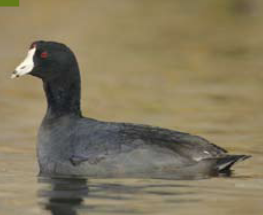 <p><span><span>Fulica americana </span></span></p>