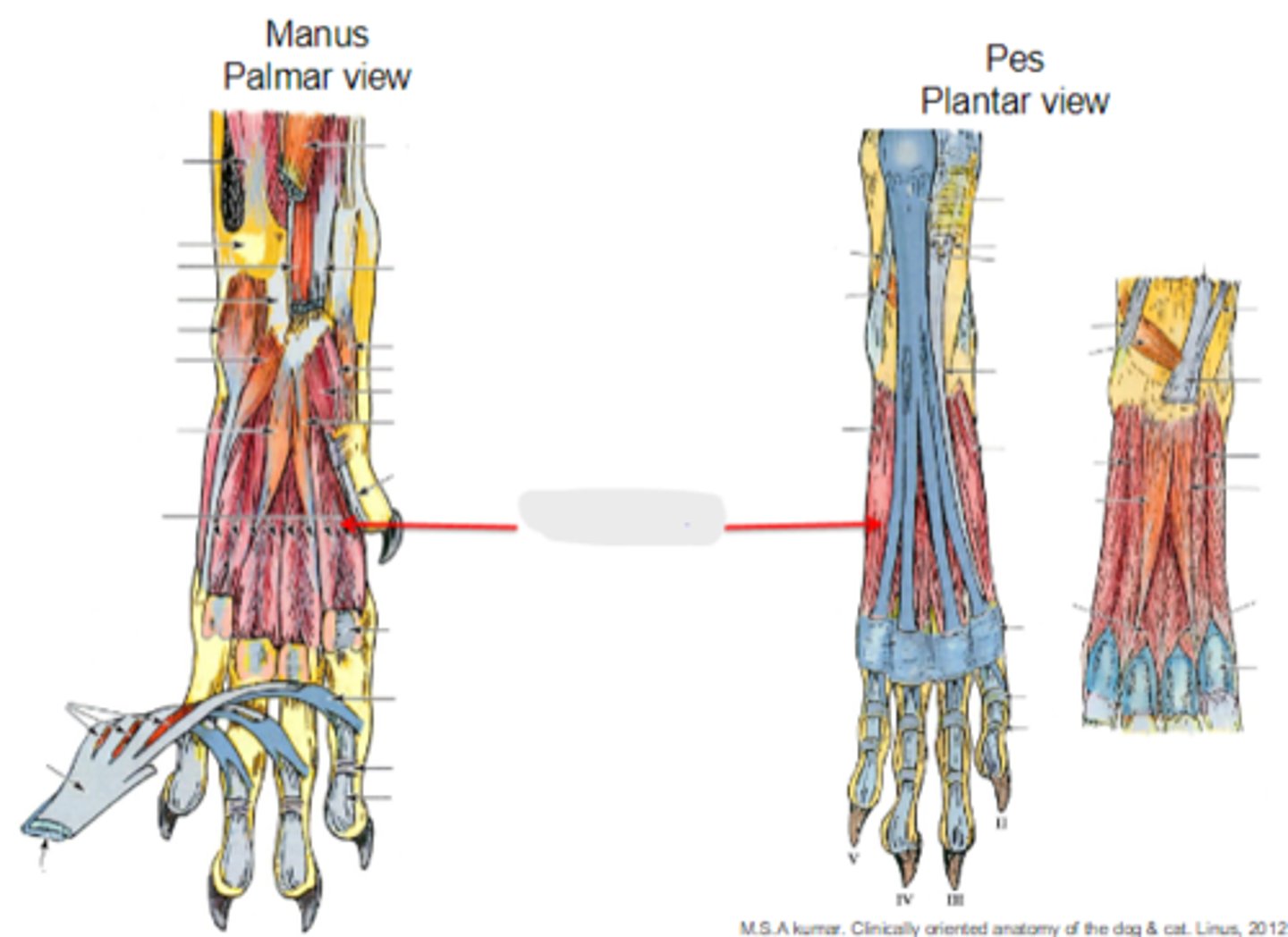 <p>What muscle is shown?</p>