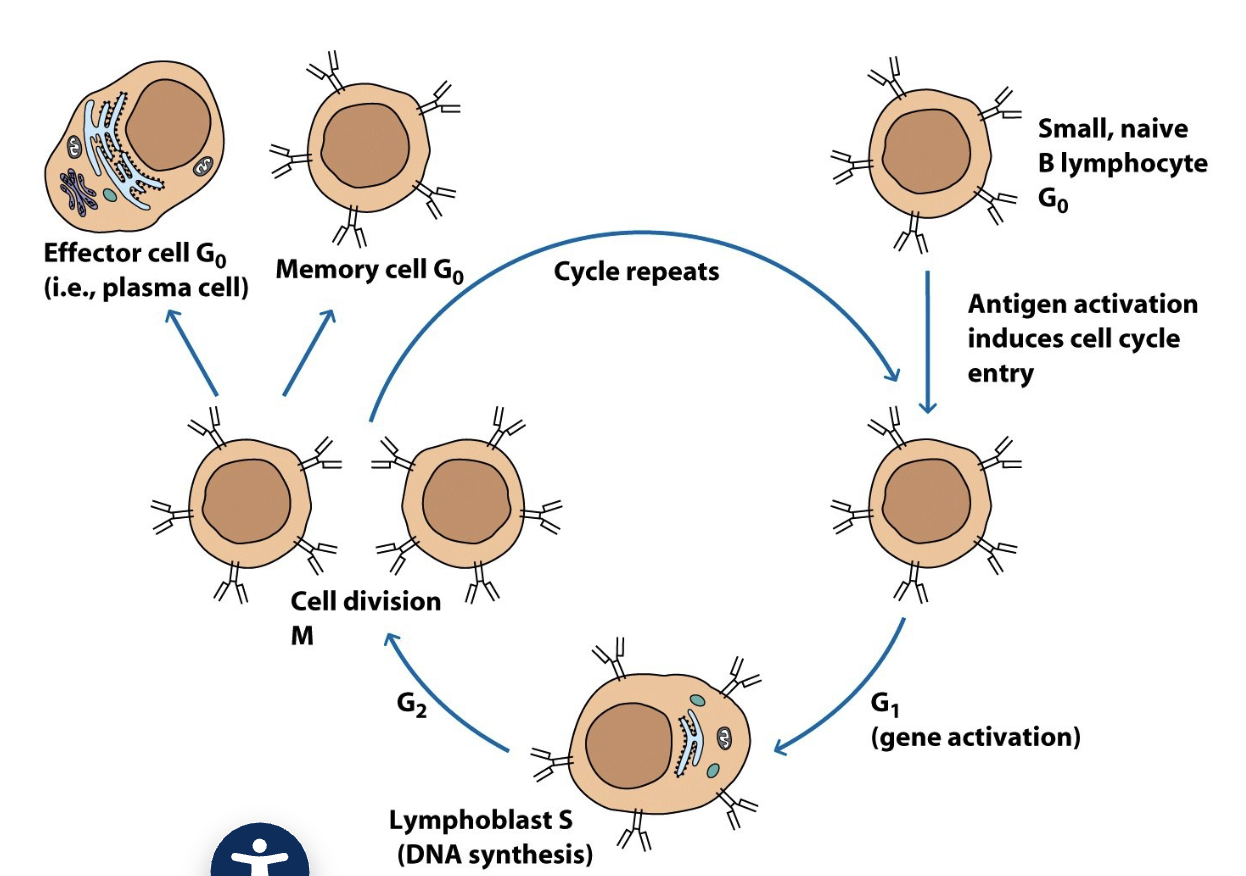 <ul><li><p>when small lymphocytes encounter Ag, they reenter the cell cycle and grow into a larger <strong>lymphoblast</strong> (<strong>~15 um</strong>) that has more extensive organelles</p></li><li><p>the lymphoblast divides many times and some cells cease dividing, becoming <strong>effector cells</strong> (plasma cell, or cytokine-secreting <strong>effector T-cell</strong>)</p></li><li><p>Effector cells have more cytoplasm and organelles to produce large amounts of protein (Ab or cytokines)</p></li><li><p>image applies to both B-cells and T-cells</p></li></ul><p></p>