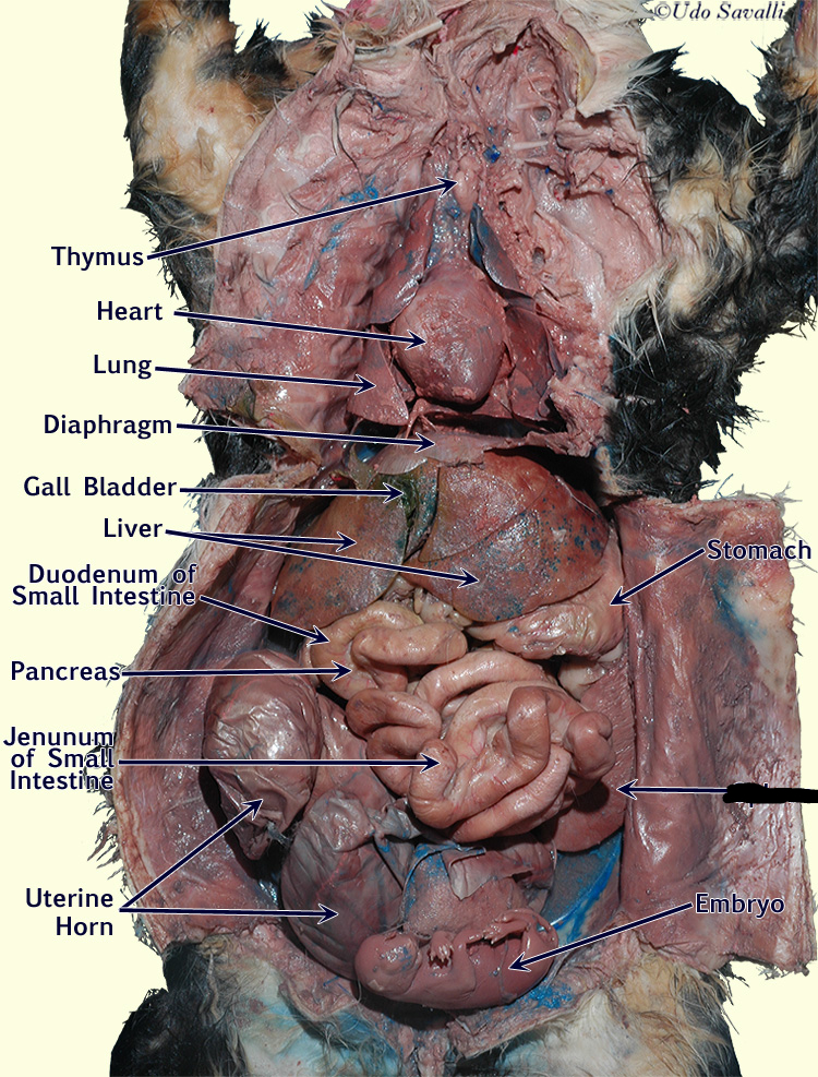 <p>acts as filter for blood</p>