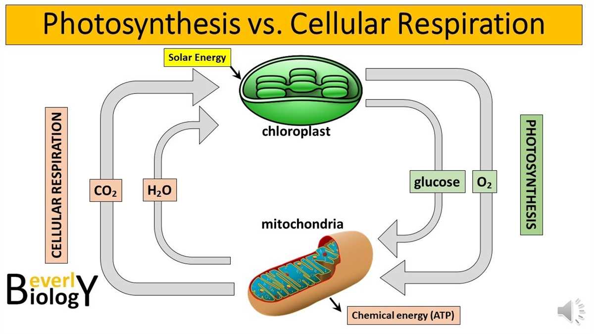 <ol><li><p>Glucose Breakdown → Glycolysis, Pyruvate Processing, Citric Acid Cycle, </p></li><li><p>Light capture → Chlorophyll and other molecules in the Chloroplast split water to create <strong>electrons, hydrogen ions, NADPH, and Oxygen gas</strong></p></li></ol><p></p>