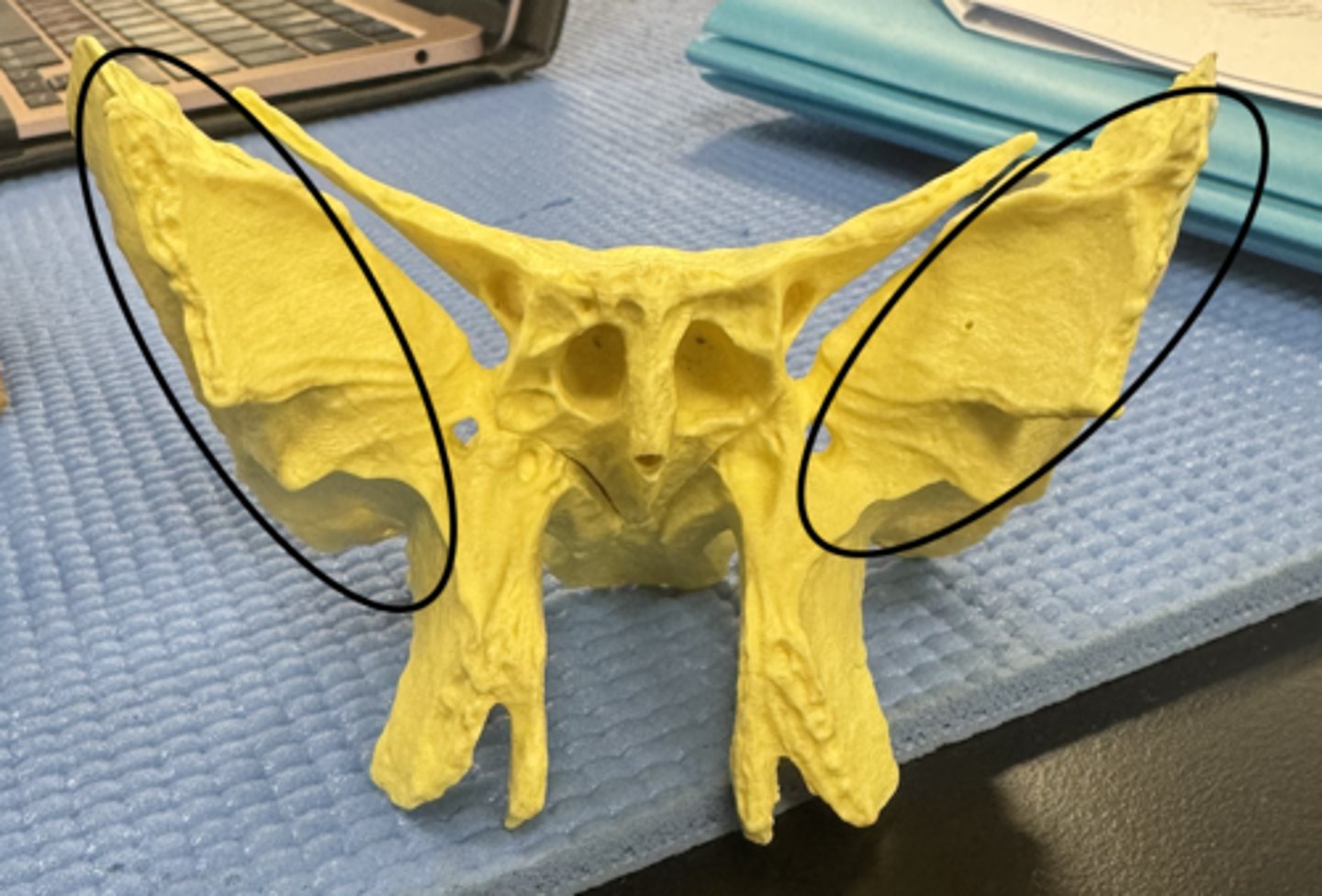 knowt flashcard image