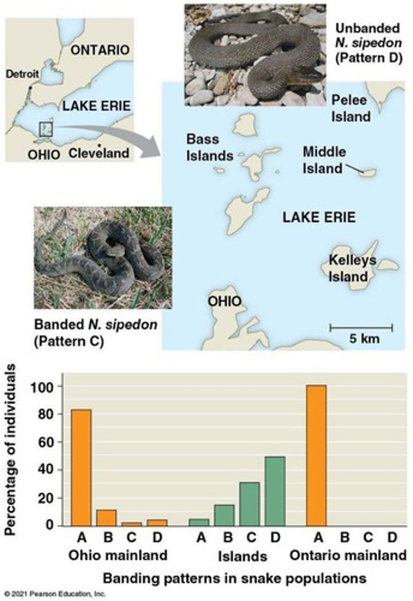 <p>A physical trait observed in mainland snakes that is favored by natural selection.</p>