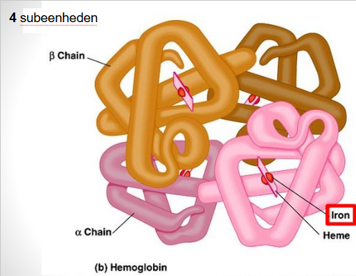 <ul><li><p>opgebouwd uit 4 subeenheden met telkens haemmolecule die elk ijzerion bevatten = reageert met zuurstofmoleculen</p><ul><li><p>rode bloedcellen met hemoglobine gebonden aan zuurstof = bloed helrode kleur</p></li><li><p>rode bloedcellen zonder zuurstof gebonden = bloed donkerrode / blauwachige kleur</p></li></ul></li></ul><p></p>