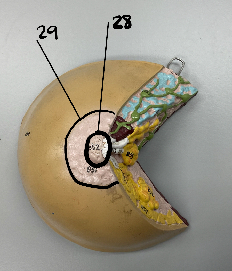 <p>29</p>