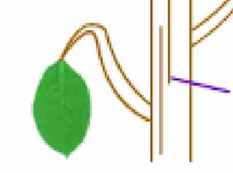 <p>increase the <strong>girth or diameter</strong> of</p><p>plants</p>