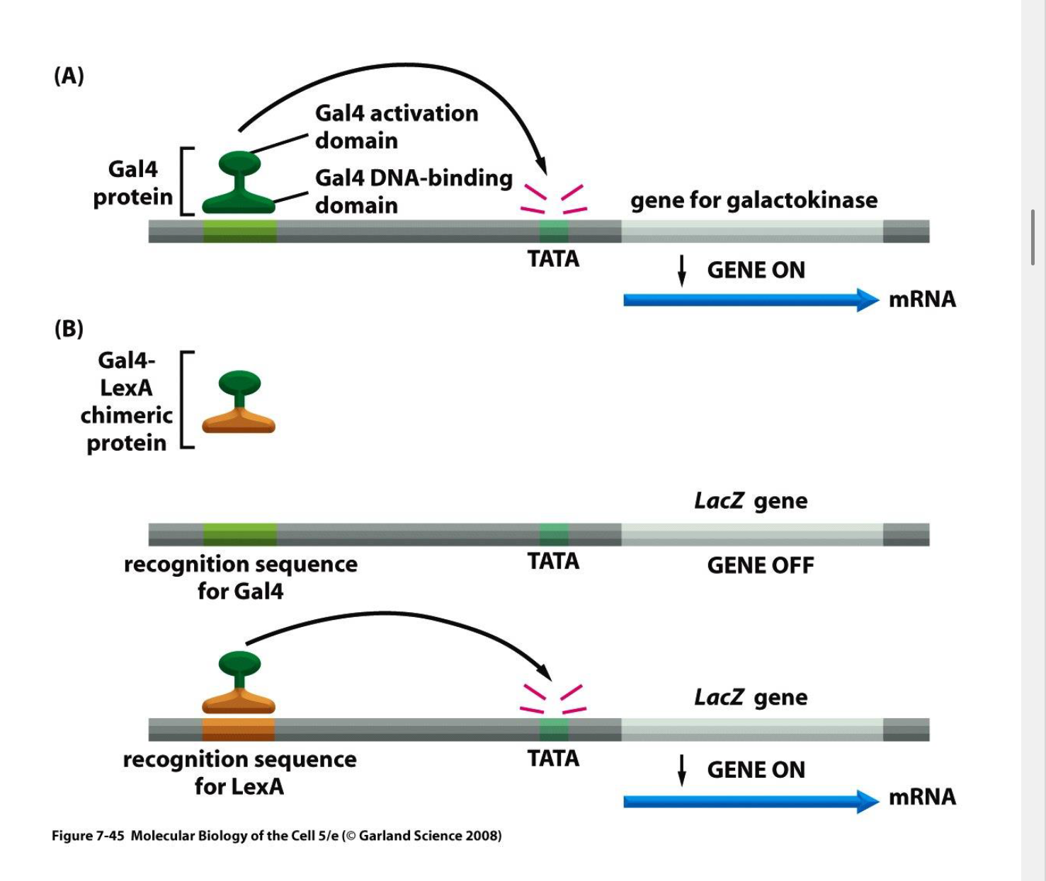 <p>RNA Polymerase 2，转录的起点，与TBP结合让DNA弯曲，聚集其他因子。</p>