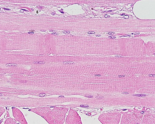 <p>Name the tissue</p>
