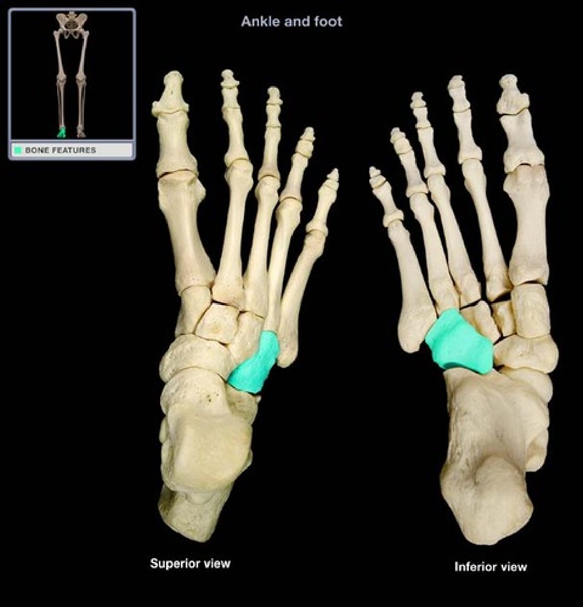 <p>- Cube-shaped tarsal bone between calcaneus and metatarsals IV and V</p><p>- Plantar surface has oblique groove for tendon of fibularis longus</p>