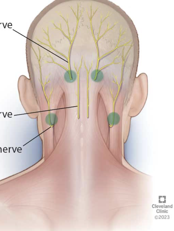 <p>back of the head </p>