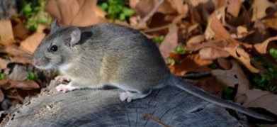 <p>What is the scientific name of this species</p>