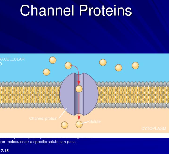 <p><span style="font-family: "Open Sans", sans-serif; line-height: 115%;"><strong><span>Channel proteins</span></strong></span></p>