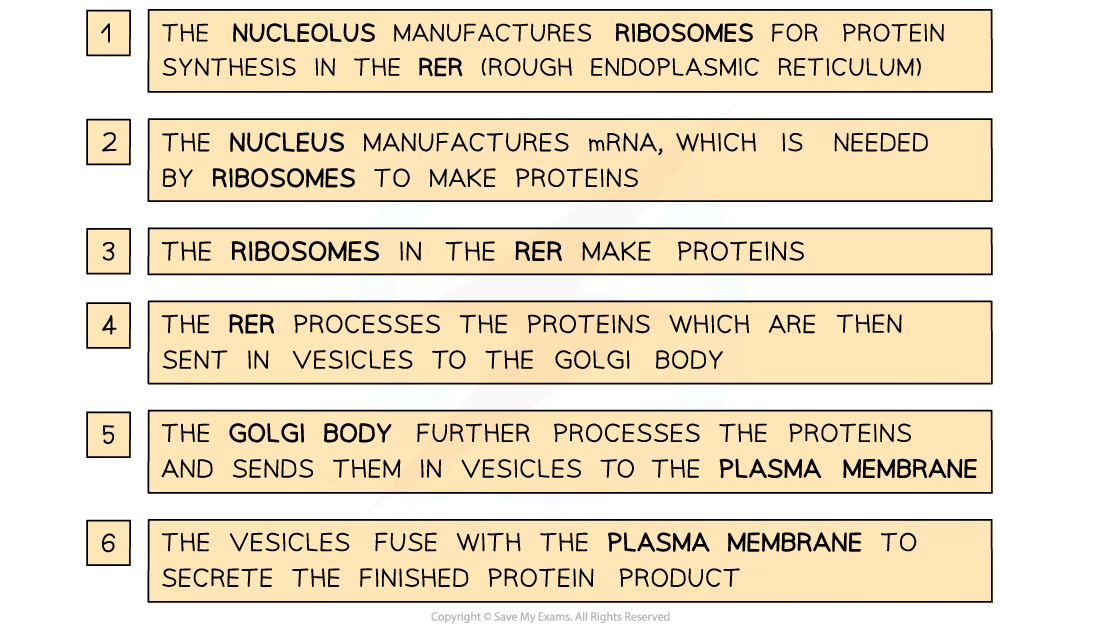 <ul><li><p>proteins first go to the Golgi apparatus from the RER</p></li><li><p>the Golgi apparatus modifies the protein</p></li><li><p>then packages it into a secretory vesicle </p></li><li><p>the secretory vesicle then goes to the cell membrane</p></li><li><p>which then fuses w the membrane</p></li><li><p>releases the proteins through exotyocisis</p></li></ul>