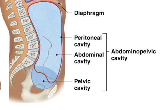 <p>superior portion of the abdominopelvic cavity</p><ul><li><p>diaphragm to pelvic bones</p></li><li><p>contains digestive organisms</p></li><li><p>In rats, the reproductive system is here</p></li></ul>