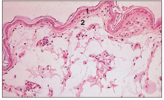 <p>name of histologic slide:</p><p>Specie:</p><p>Parts</p><p>1.__ 2.__ </p><p>Stain used:</p>