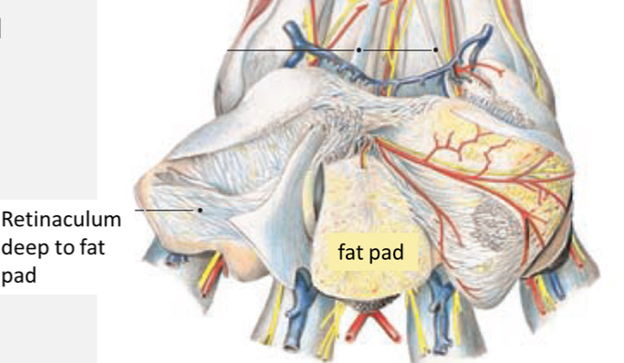 <p>Specialized features of skin</p><ul><li><p>Epidermis - keratinized and conical, often smoother in cats than dogs</p></li><li><p>Dermis - dense connective tissue and conical</p></li><li><p>Hypodermis - thick fat pad that interspersed with connective tissue fibers, eccrine sweat glands</p></li></ul>